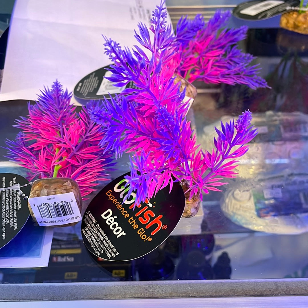 Glow Fish Cycle Plant Purple/Pink Small