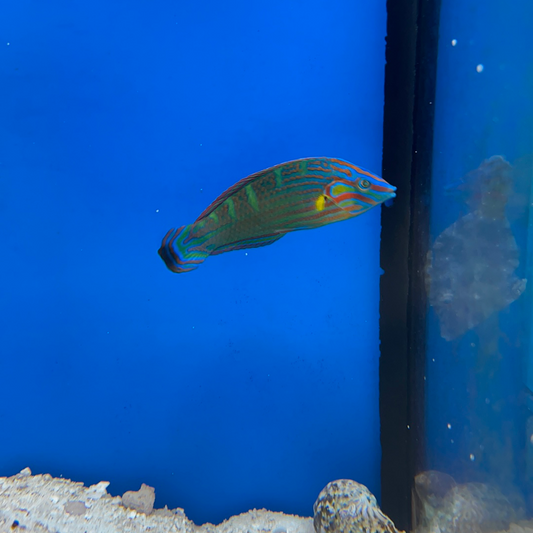 Melanarus wrasse