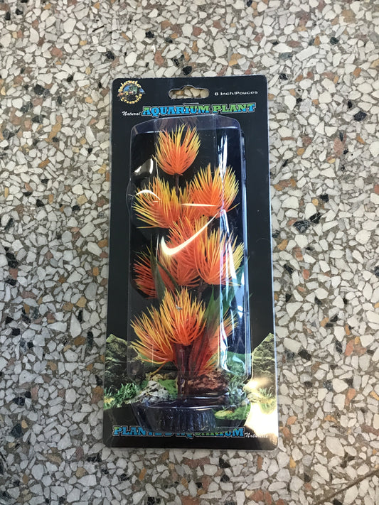 Orange/yellow Conifer