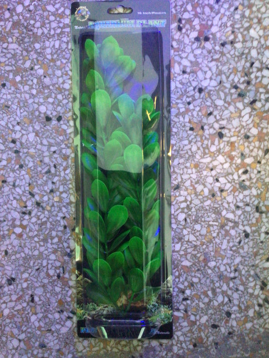 Green Bacopa 16”