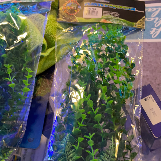 Bacopa 12”
