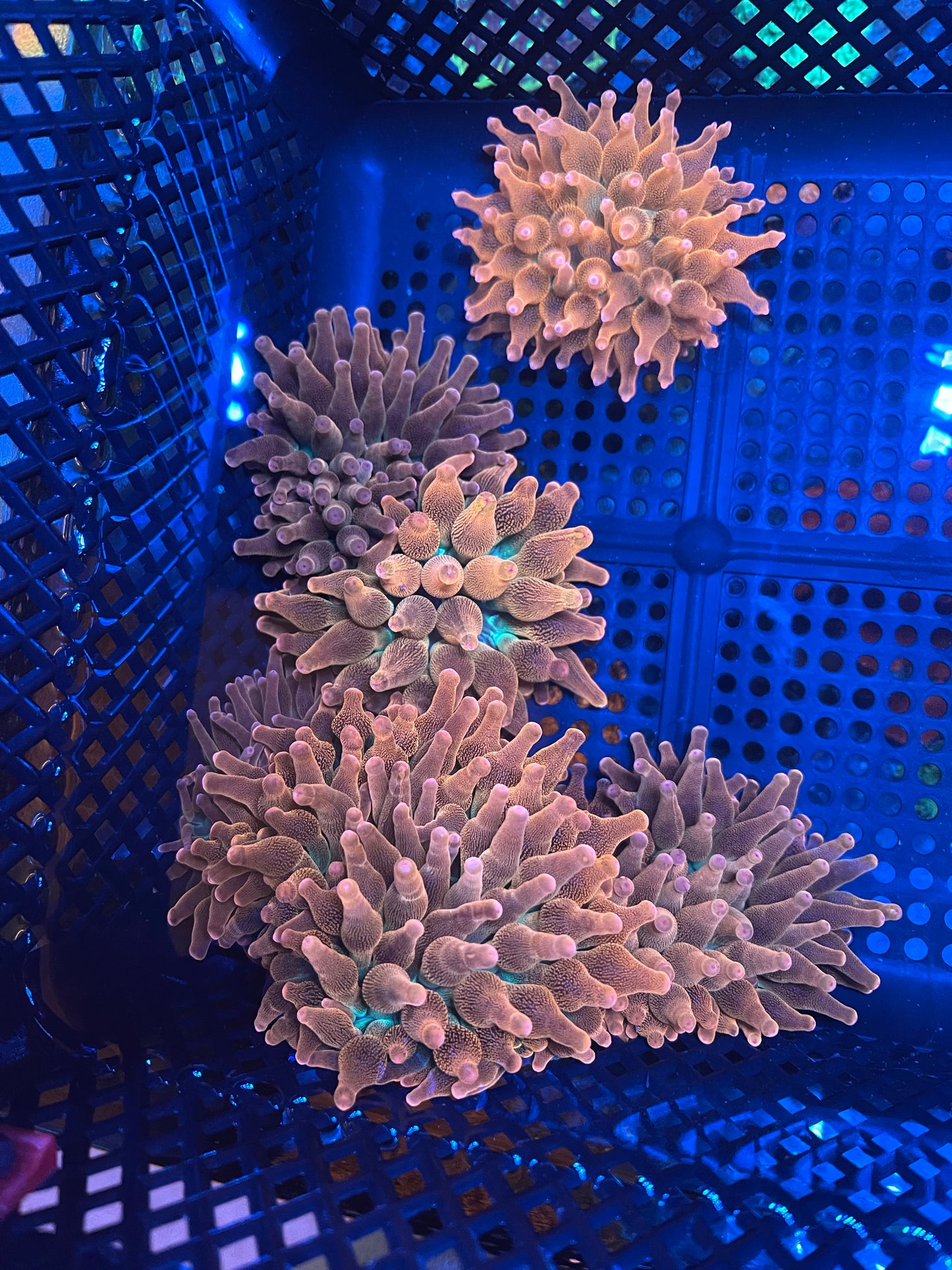 rainbow bubble tip anemone