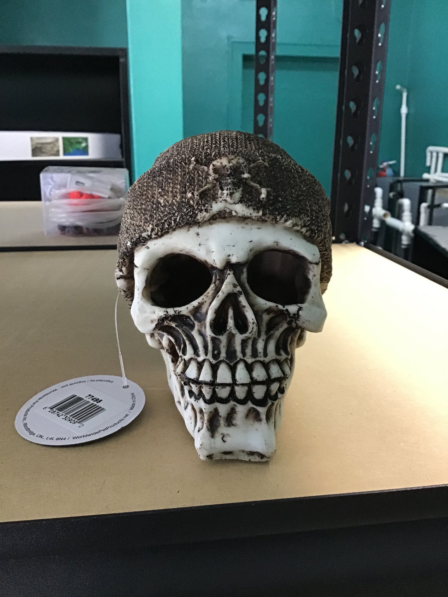 Buccaneer Skull