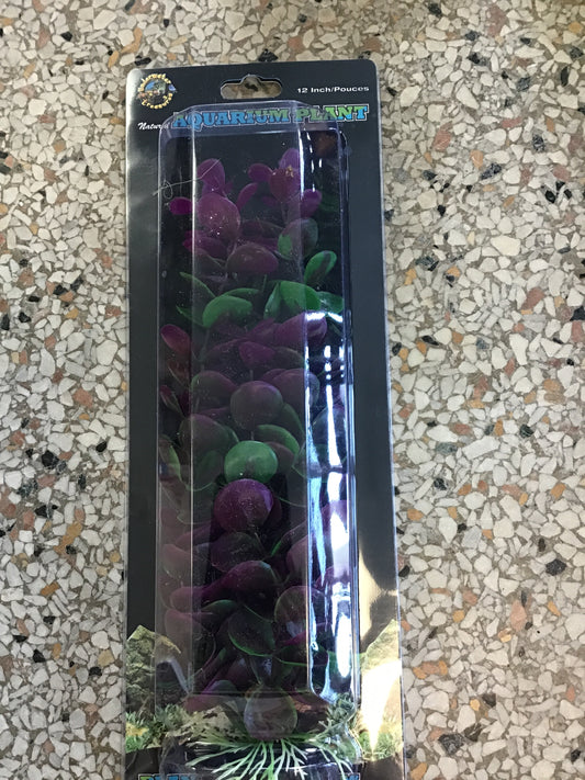 Plum Bacopa 12”
