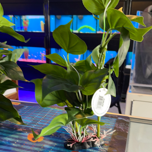 Jade Plant