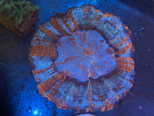 Acanthaphillia 5+ inches