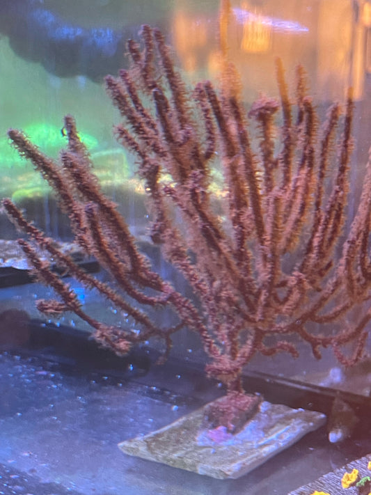 Sea fan red with orange polyps