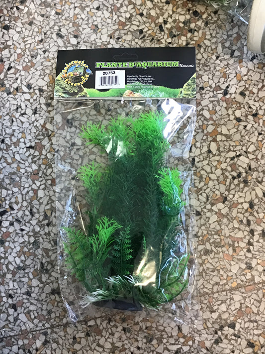 Plant Cabomba