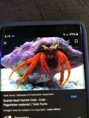 Scarlett crab