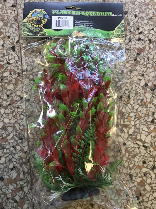 Red Ludwigia