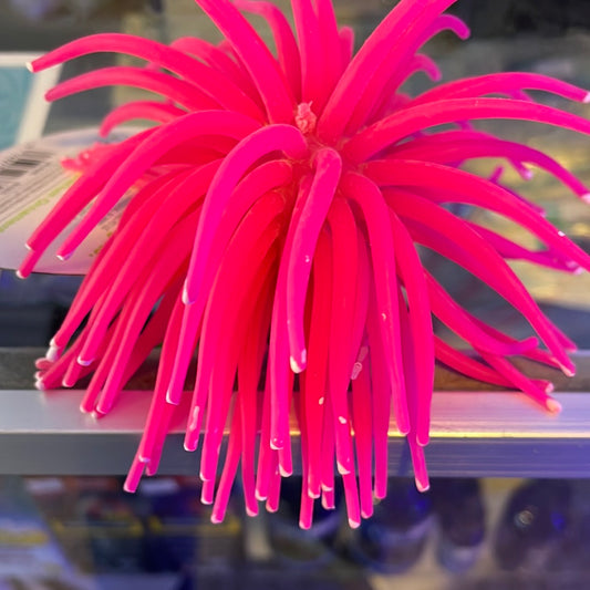 Glow Fish Anemone pink