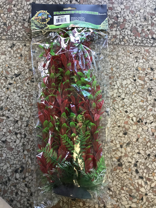 Red Ludwigia 12”