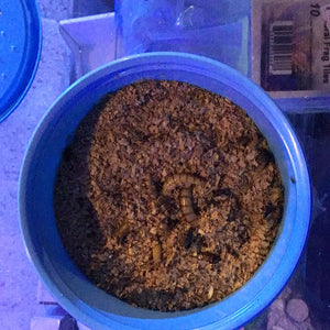 super worms 100ct